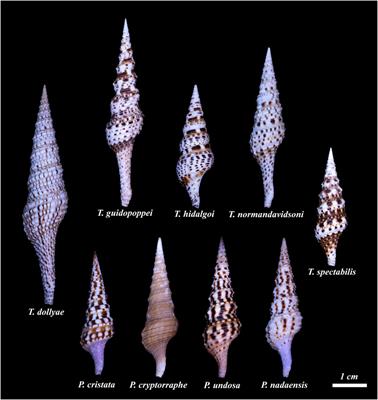 Integrating Venom Peptide Libraries Into a Phylogenetic and Broader Biological Framework